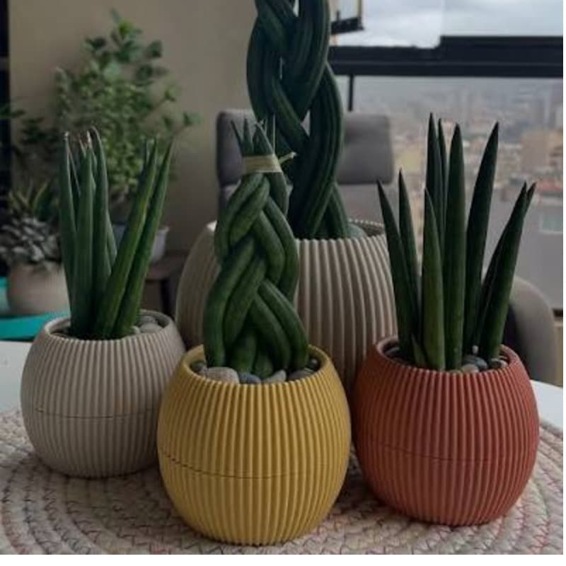 Live Snake Plant / Sansevieria